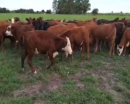 Lote 117 Terneros/as en Villaguay, Entre Ríos