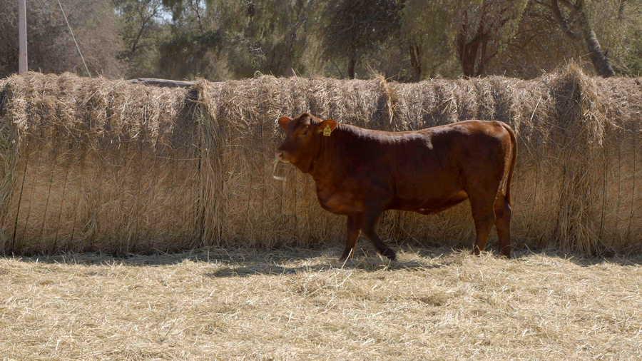Lote HEMBRAS Remate Nucleo Genbra
