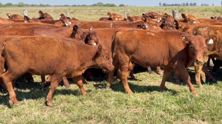 Lote 70 Terneras