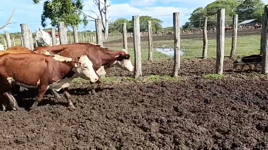 Lote 46 Vacas nuevas C/ gtia de preñez