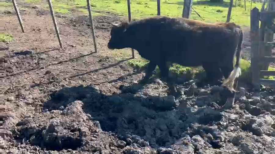 Lote Toros a remate en Pantalla Aniversario - Escritorio Camy, San José
