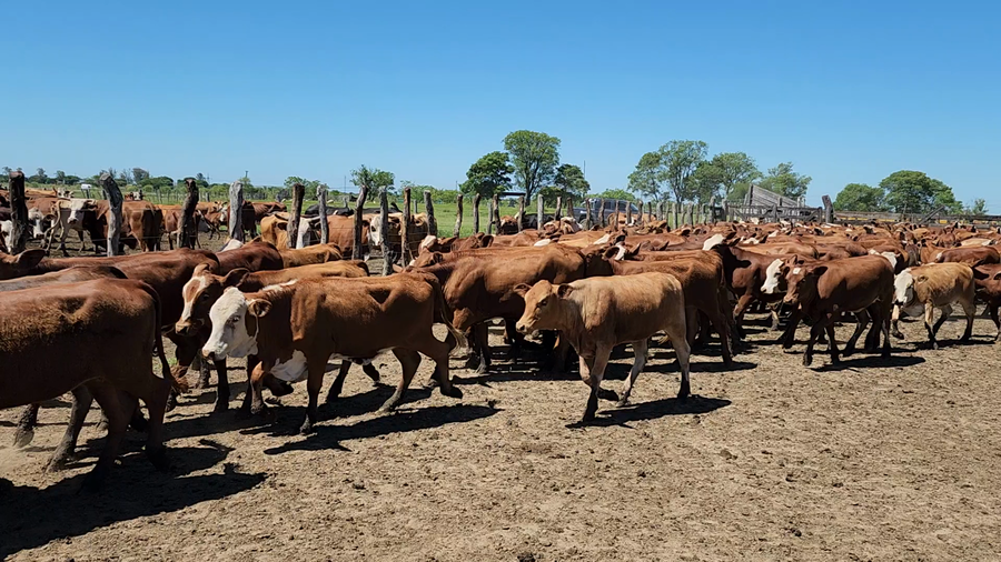 Lote 260 Terneras en Itatí, Corrientes