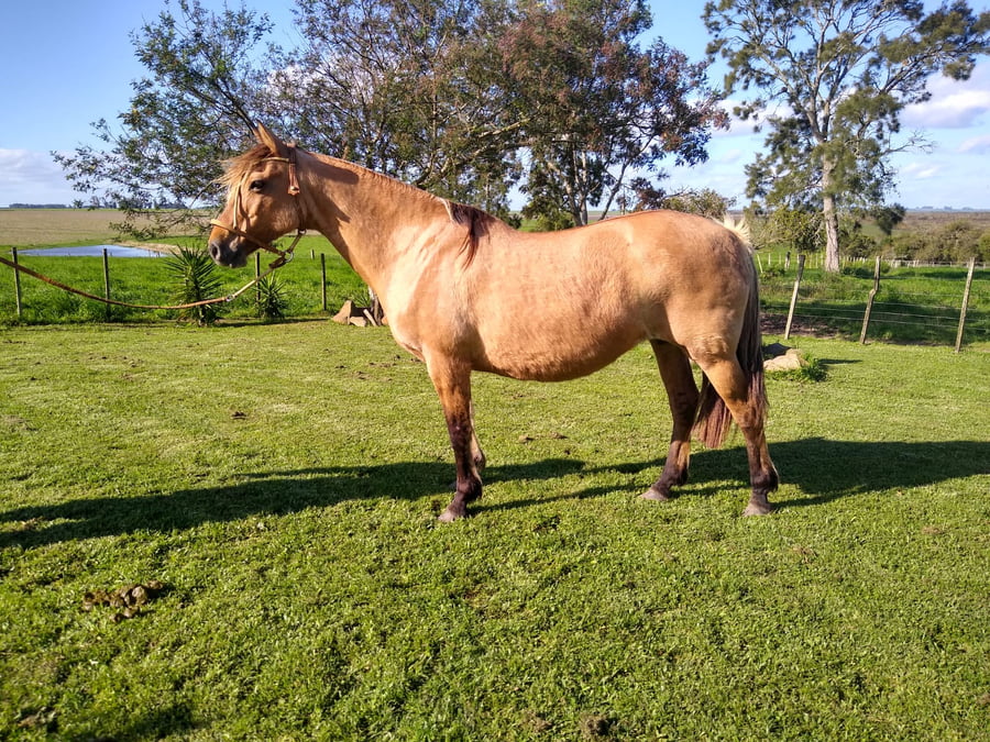 Lote Firmeza 1365 (RP 1365) - Cabaña Firmeza