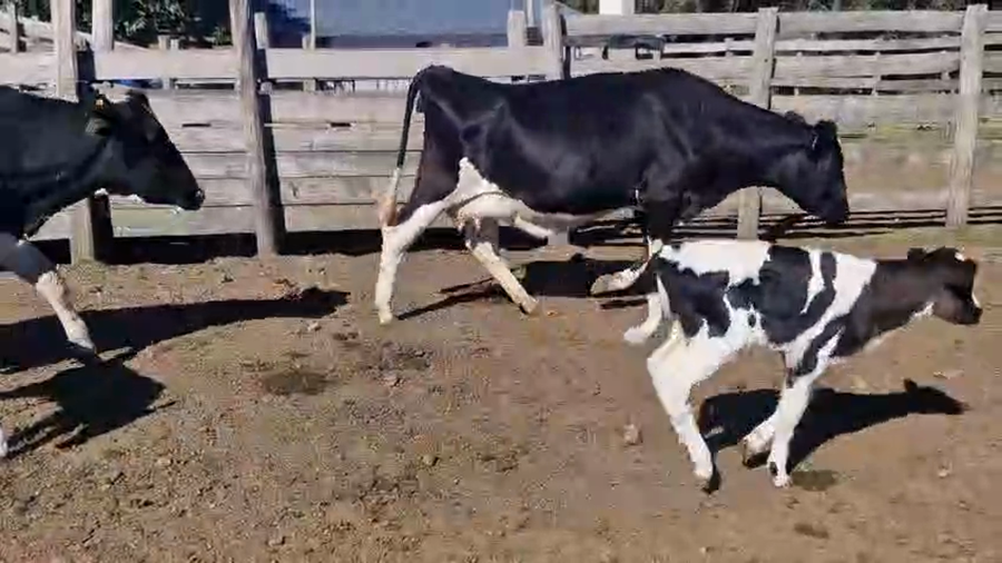 Lote 8 Piezas de cría a remate en Pantalla Camy - Aniversario 31 Años 450kg - , San José