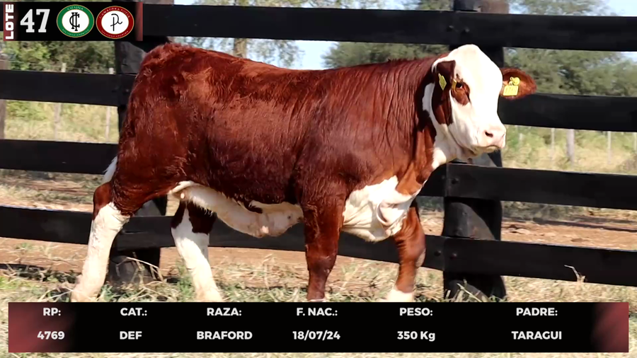 Lote LOTE 47