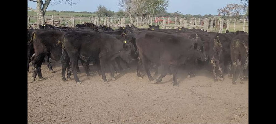 Lote 50 Terneros/as en Entre Ríos, Villaguay