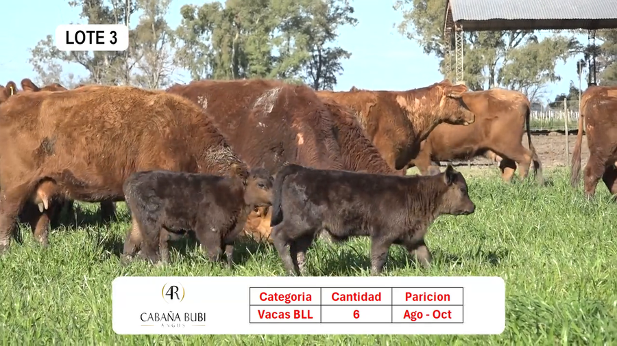 Lote Vientres Paridos MaS - Puros Controlados