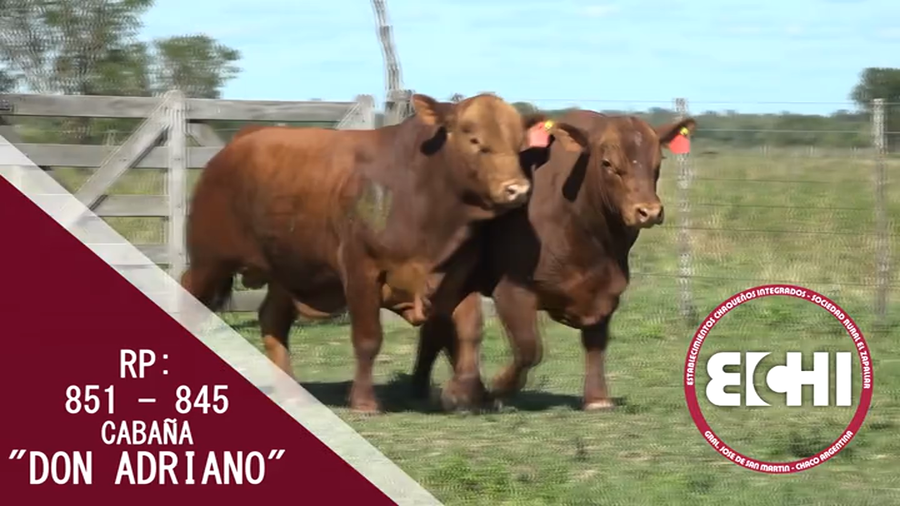 Lote TOROS BRANGUS CABAÑA DON ADRIANO