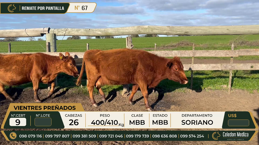 Lote 26 Vientres preñados en Soriano