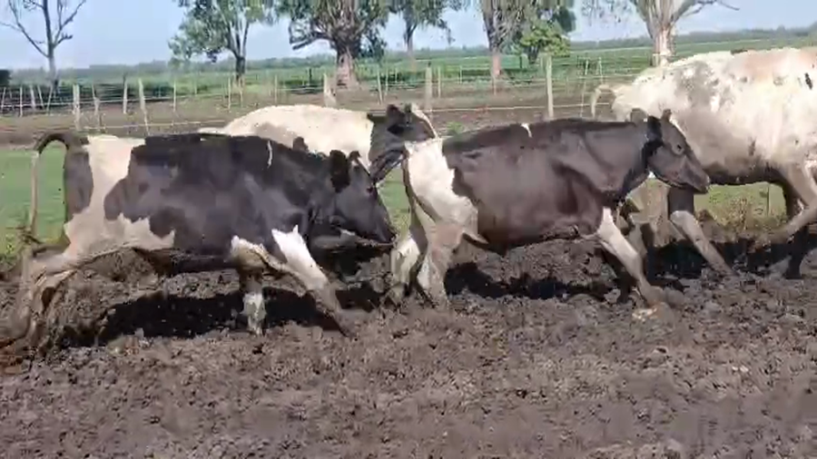 Lote 47 Novillo Holando