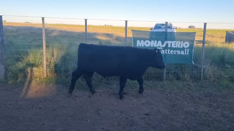 Lote 25 Terneros en Tres Arroyos