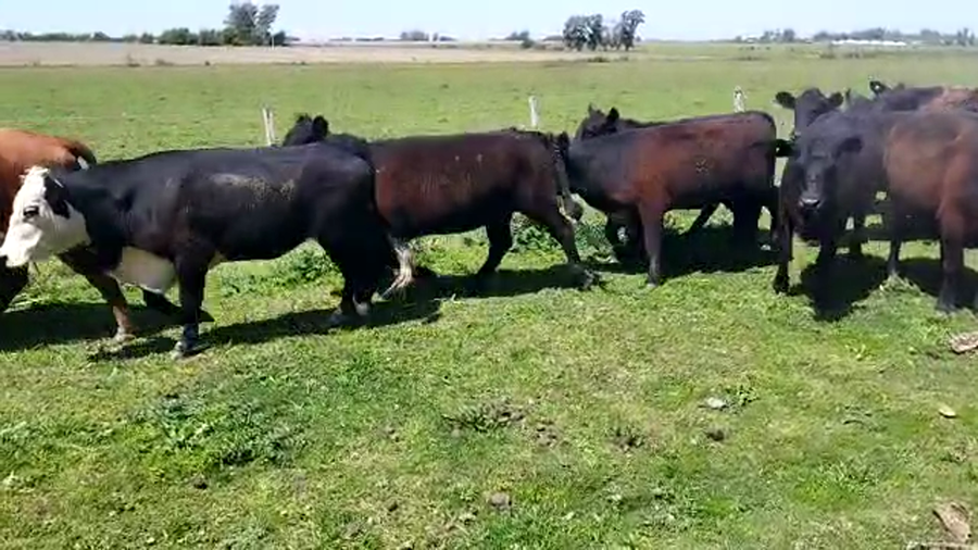 Lote 22 Vaquillonas C/ gtia de preñez en Colón, Entre Ríos