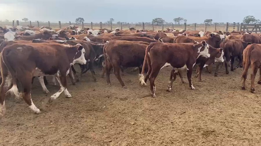 Lote 240 Novillitos en Bandera, Santiago del Estero