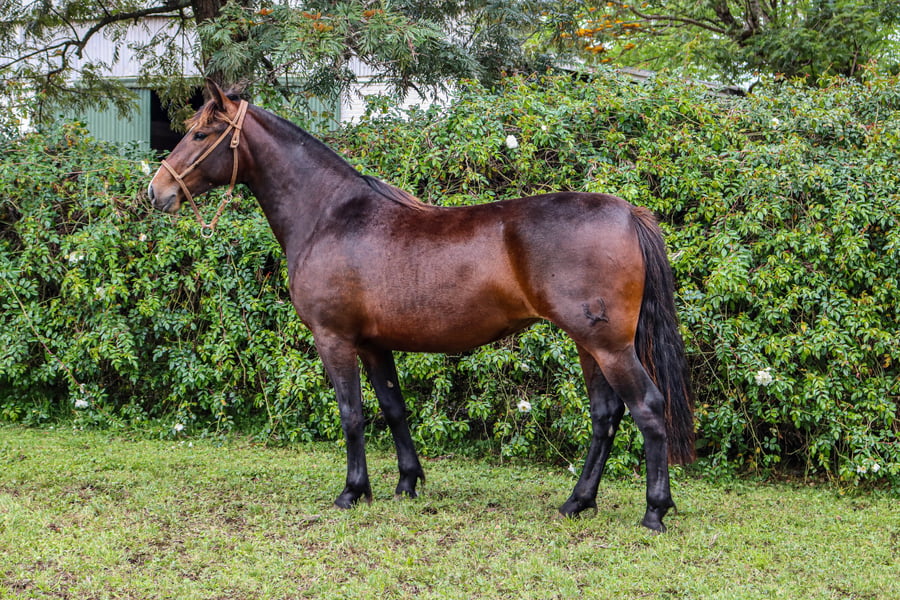 Lote RP  3553 - PORÁ JACARANDA