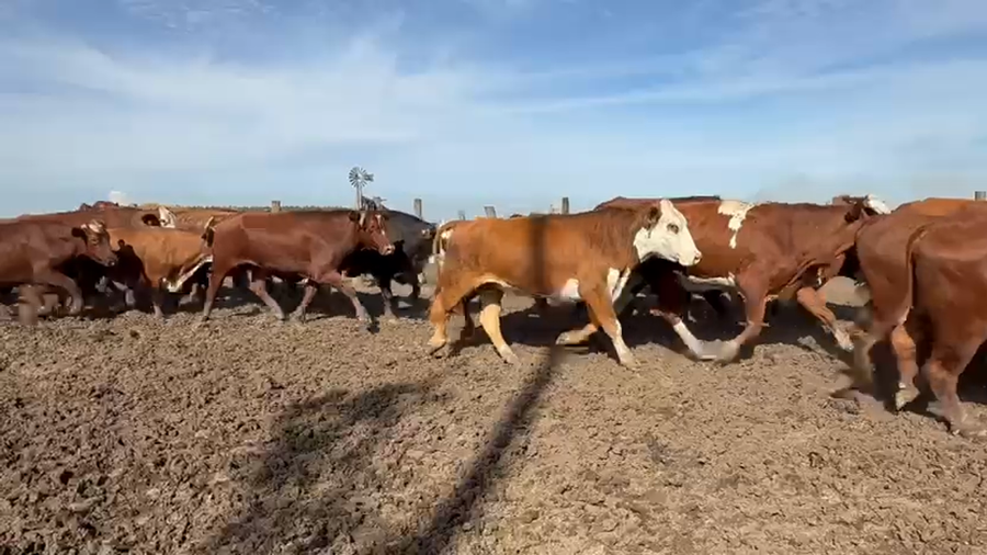 Lote 50 Novillos en Corrientes, Santo Tomé
