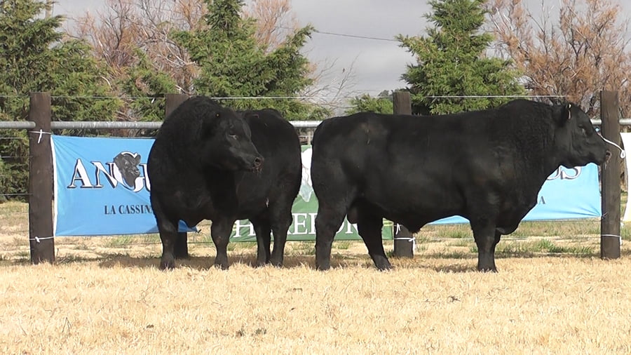 Lote TOROS ANGUS PP