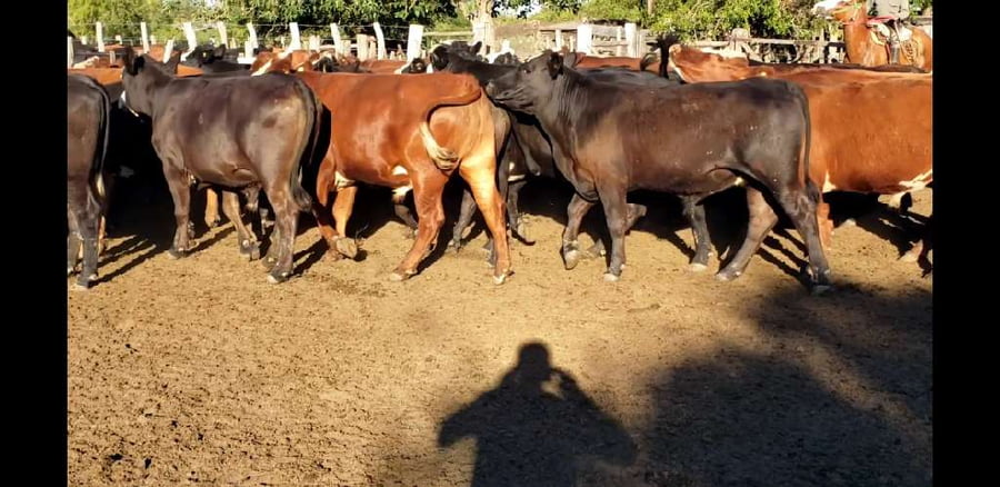 Lote 50 Novillos en Villaguay, Entre Ríos