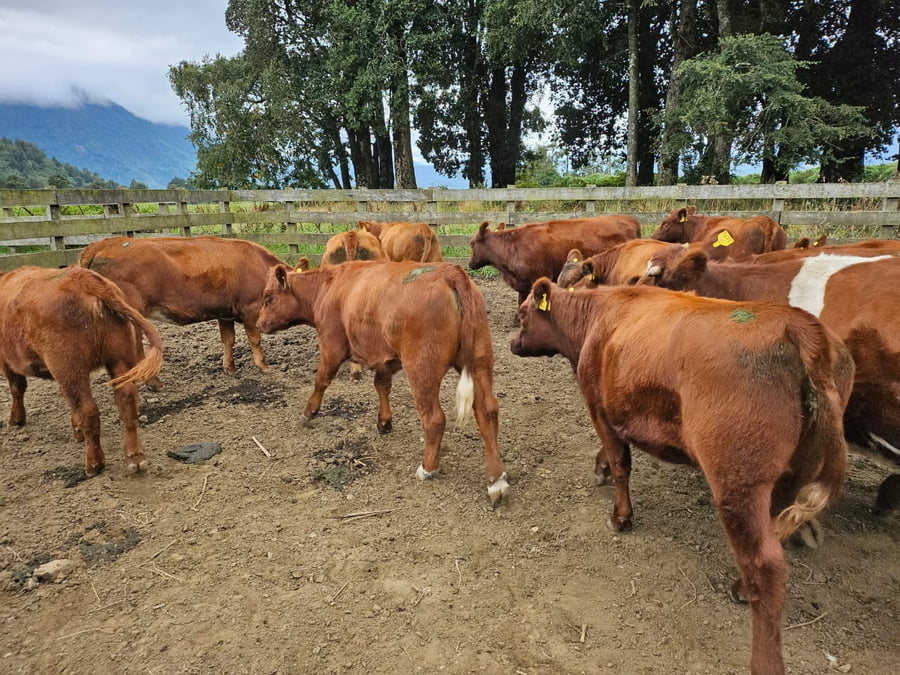 Lote 60 Vaquilla Engorda en Futrono, XIV Región Los Ríos