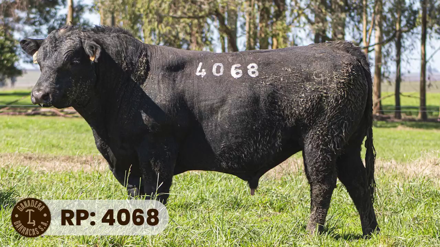 Lote RP 4068