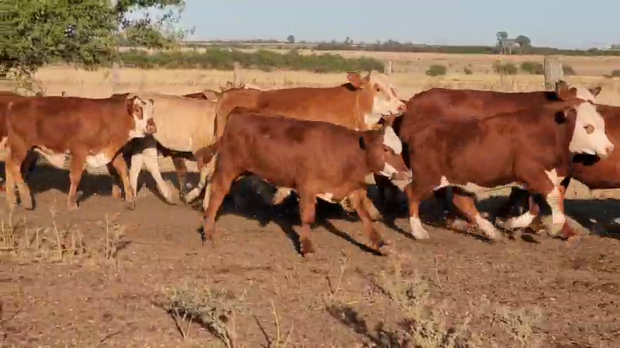 Lote 88 Terneros en Villaguay, Entre Ríos