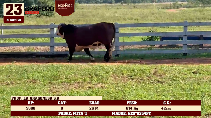 Lote LOTE 23