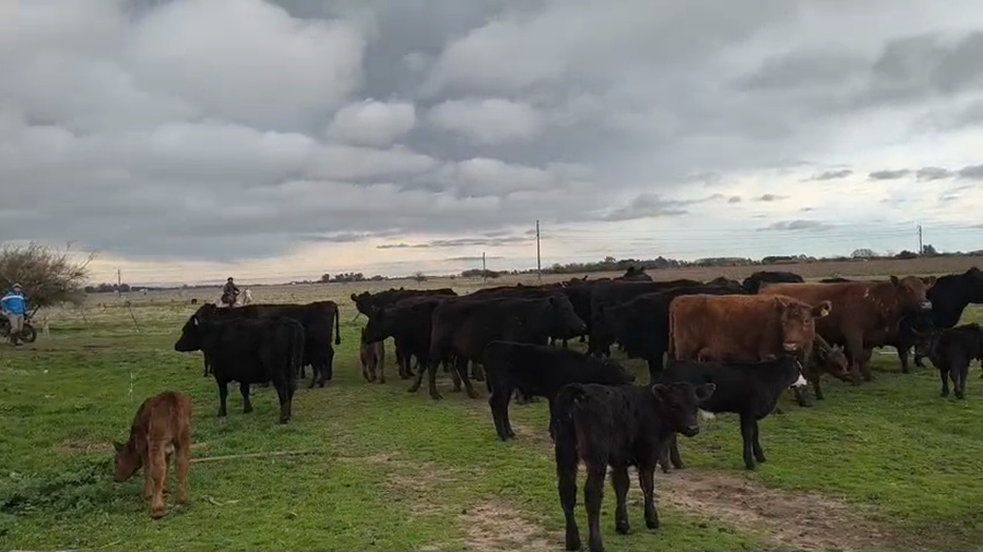 Lote 30 Vacas con Cría