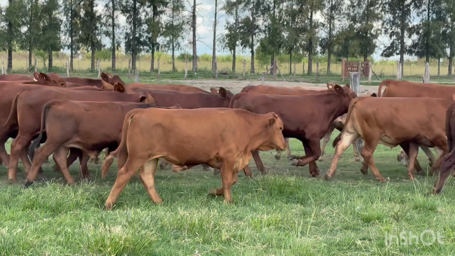 Lote 112 Terneros en Corrientes, Perugorría