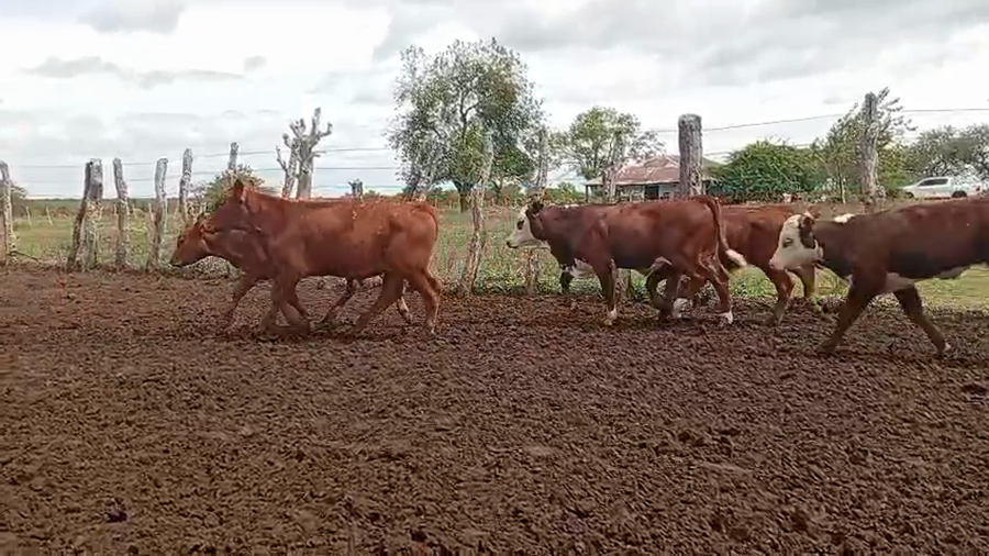 Lote 129 Terneros