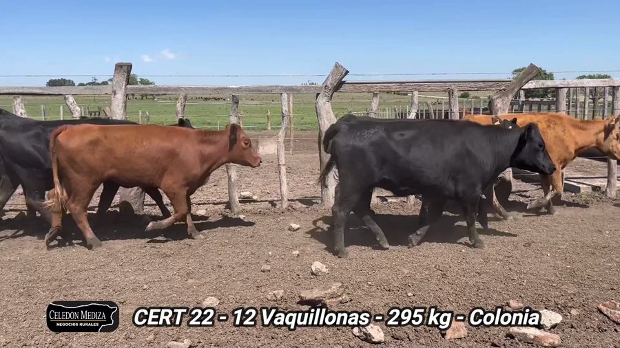 Lote 12 Vaquillonas 1 a 2 años en La Horqueta, Colonia