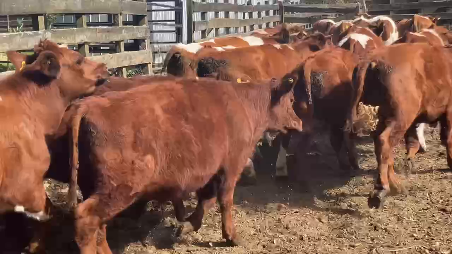 Imagen 6 del Lote Lote 32 Novillo Engorda en Osorno, X Región Los Lagos