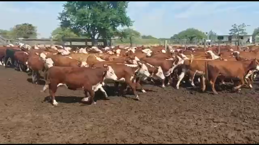 Lote 110 Terneros/as en Curuzú-Cuatiá, Corrientes