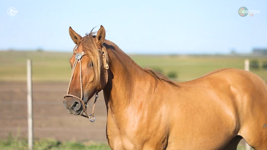 Lote LA ROSADA OLVIDADA