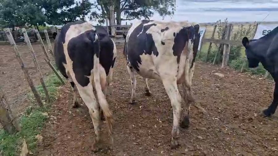 Lote 3 Vaca a remate en Ultima pantalla del año - Escritorio Camy 490kg - , San José