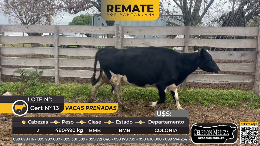 Lote 2 Vacas preñadas en Quinton, Colonia