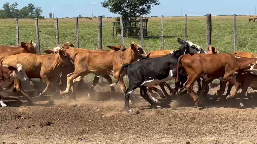 Lote 130 Terneras en Ita-Ibate, Corrientes