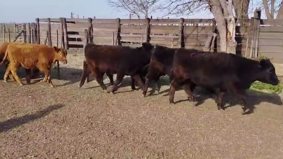 Lote 86 TERNS. HEMBRAS, HENDERSON, BS. AS.