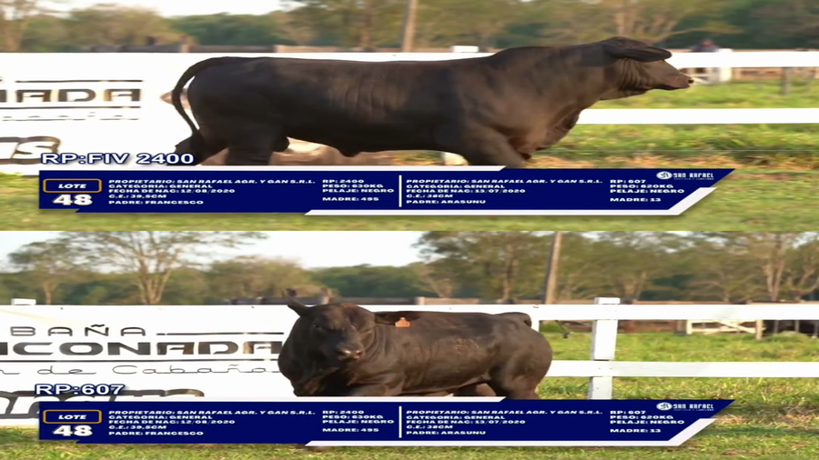 Lote LOTE 48 - DUO