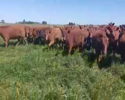 Lote 25 Vaquillonas en Cañuelas, Buenos Aires