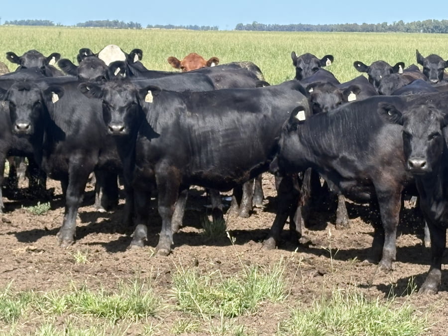 Lote 90 Vaquillonas P/ Servicio