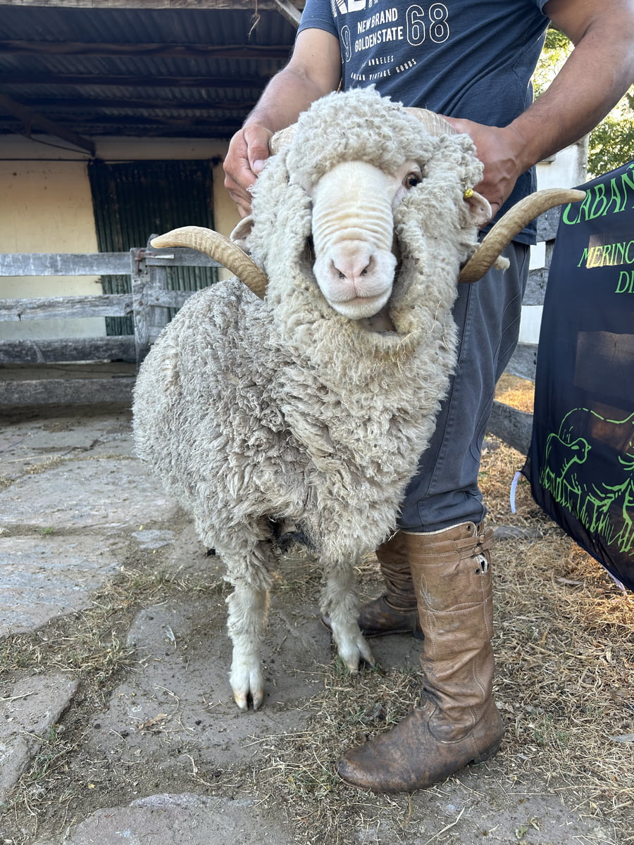Lote Borrego 4/6D (MO: Si)