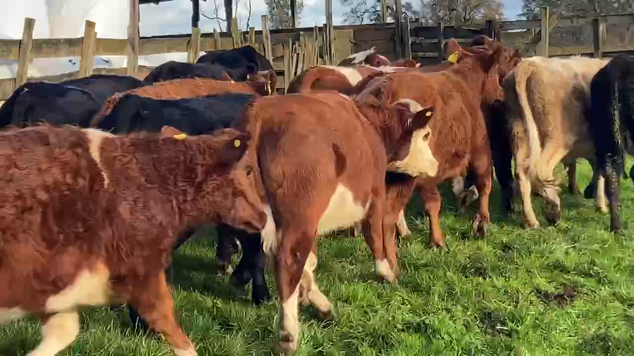 Lote 60 Vaquilla Engorda en Río Bueno, XIV Región Los Ríos