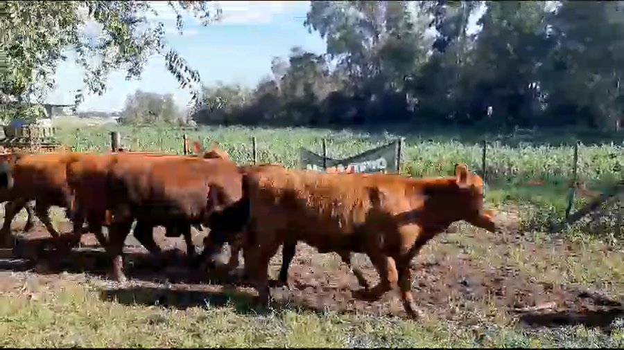 Lote 19 Terneros/as