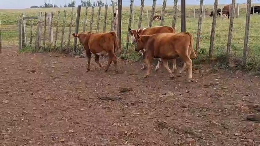Lote TERNEROS