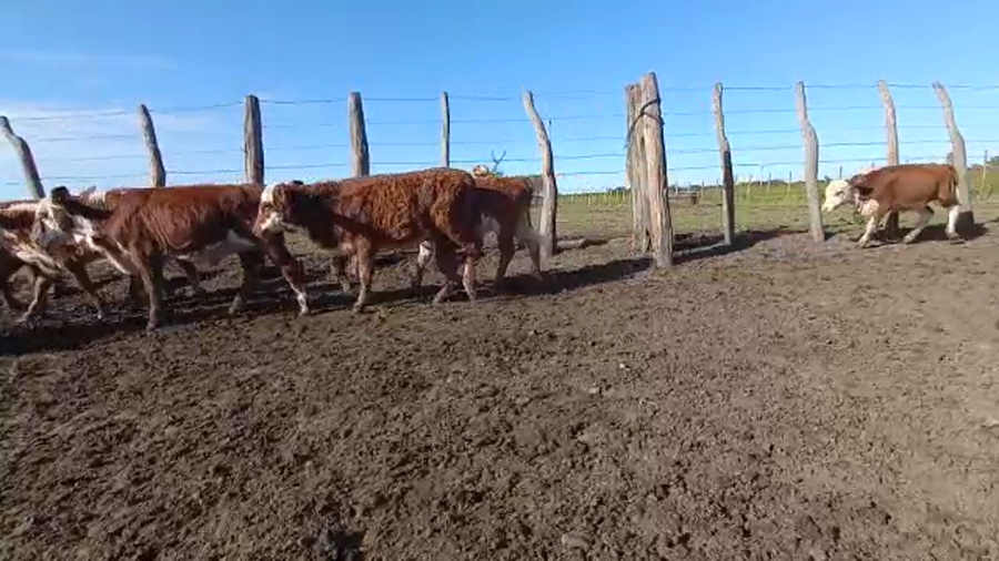 Lote 170 Terneras en La Paz, Entre Ríos