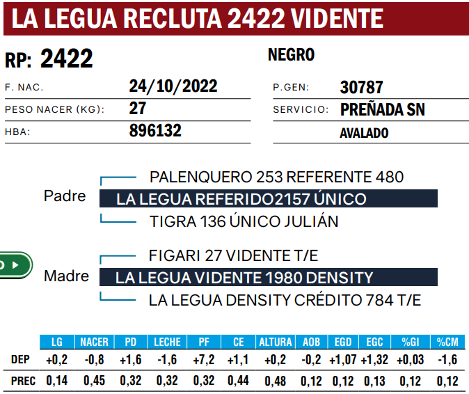 Lote VAQUILLONAS ANGUS  PP