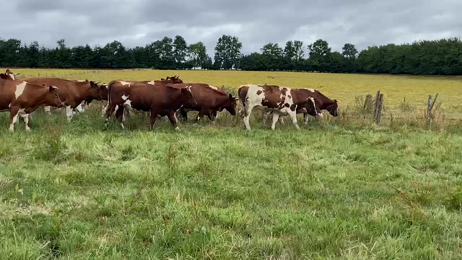 Lote 20 Novillo Gordo en Los Muermos, X Región Los Lagos