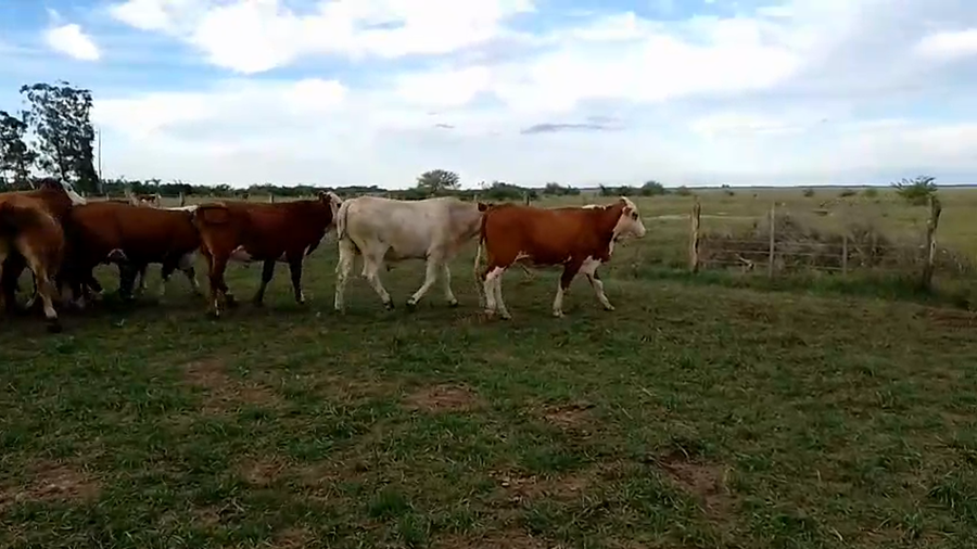 Lote 23 Novillos