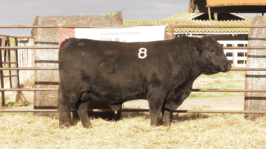 Lote TOROS ANGUS NEGROS  PC