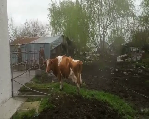 Lote Vacas de Invernada a remate en Pantalla Aniversario 520kg - , San José