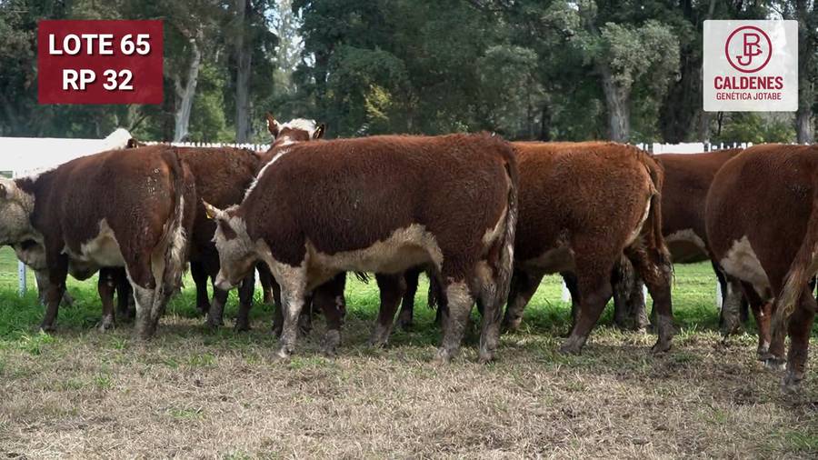 Lote VAQUILLONAS PURAS REGISTRADAS PREÑADAS POR SERV. NATURAL PARICIÓN PRIMAVERA